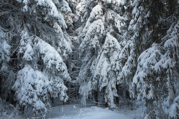 Fototapeta na wymiar Fir trees covered with snow in winter forest
