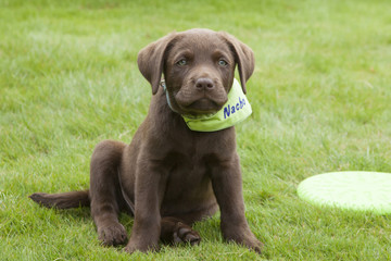 sweet brown labrador puppy playing