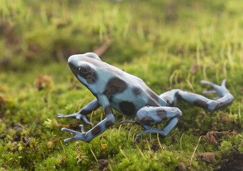 Obraz premium Dendrobates auratus celeste