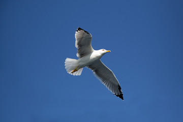 Majestic Seagull With Wings Wide Open Hovering On The Clear Blue Sky