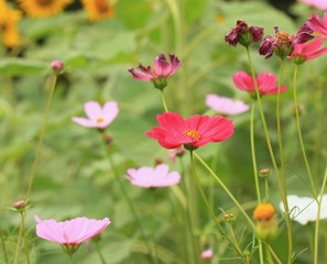 Cosmos flowers