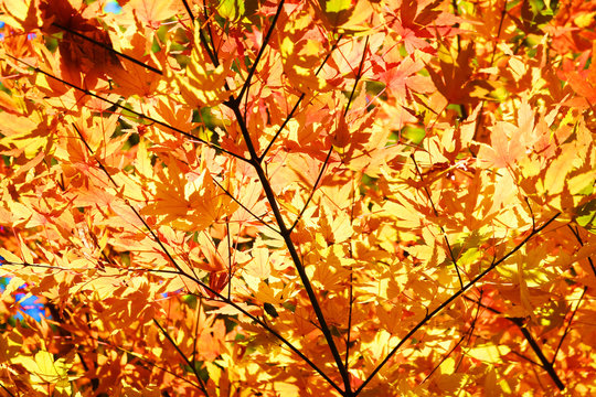 Maple in autumn