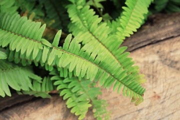 Fern