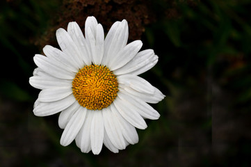 White daisy flowers on black background, close up