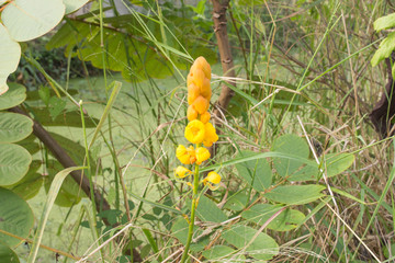 Closeup Ringworm Bush on tree or Candle bush, Ringworm shrub