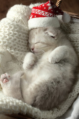 A beautiful little cat in Santa's hat sleeping in a basket.