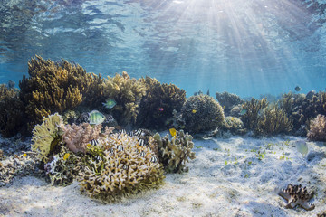 A profusion of hard and soft corals on Sebayur Island, Komodo National Park, Flores Sea, Indonesia