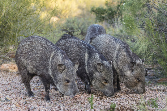 Adult javalinas (collared peccary) (Pecari tajacu) in the Sonoran Desert suburbs of Tucson, Arizona