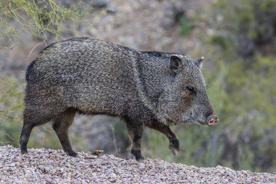 Adult javalina (collared peccary) (Pecari tajacu) in the Sonoran Desert suburbs of Tucson, Arizona