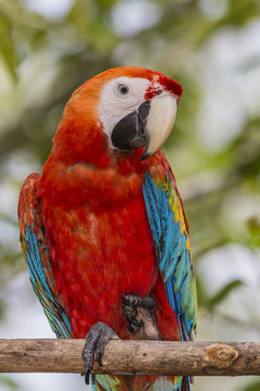 Adult scarlet macaw (Ara macao), Amazon National Park, Loreto, Peru
