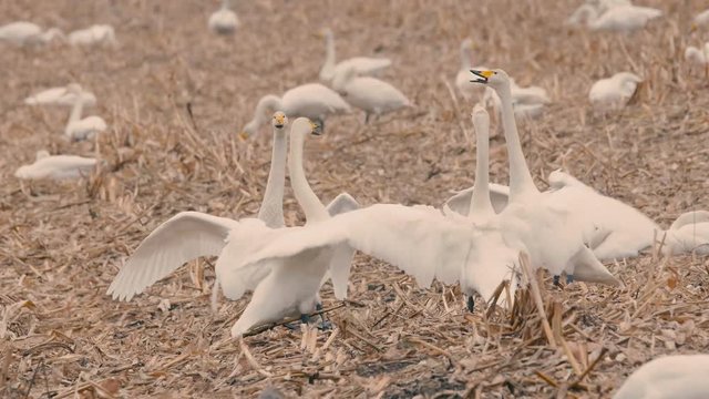 White Swans,in Kushiro Shitsugen,Hokkaido,Japan,Filmed in 4K