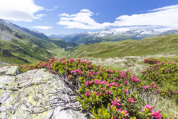 Rhododendrons frame the green alpine landscape, Montespluga, Chiavenna Valley, Sondrio province, Valtellina, Lombardy