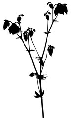 garden isolated campula flower with black small buds