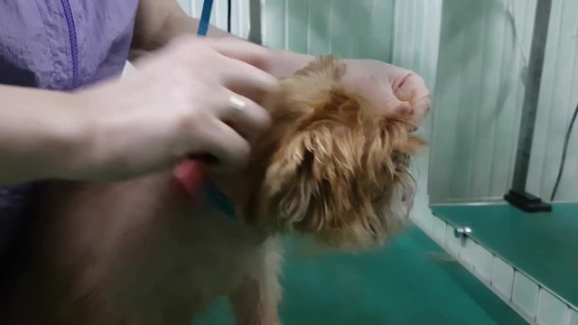 Woman groomer makes trimming Brussels Griffon gog