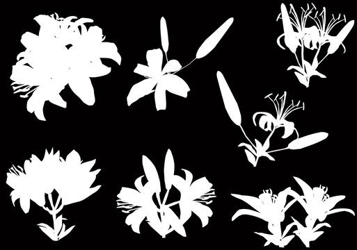 white lily flowers seven silhouettes on black