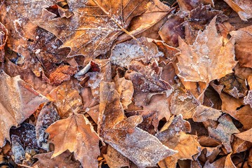 Ahornblätter im Raureif