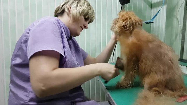 Woman groomer makes trimming Brussels Griffon gog