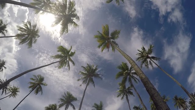palmiers à Tahiti