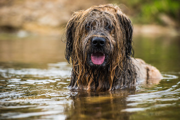 Briard in water
