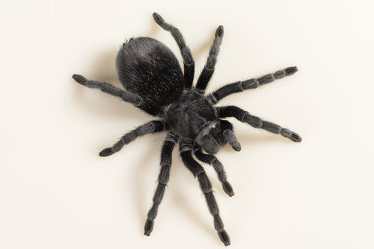 Brazilian Black Tarantula (Theraphosidae), captive, Brazil