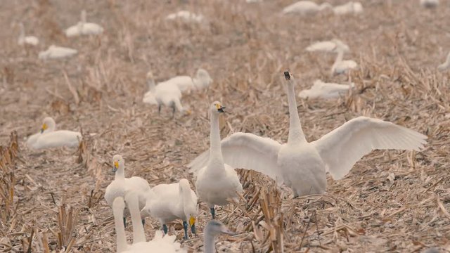 White Swans,in Kushiro Shitsugen,Hokkaido,Japan,Filmed in 4K