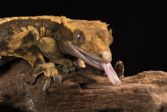 Crested Gecko (Correlophus Ciliates), captive, New Caledonia
