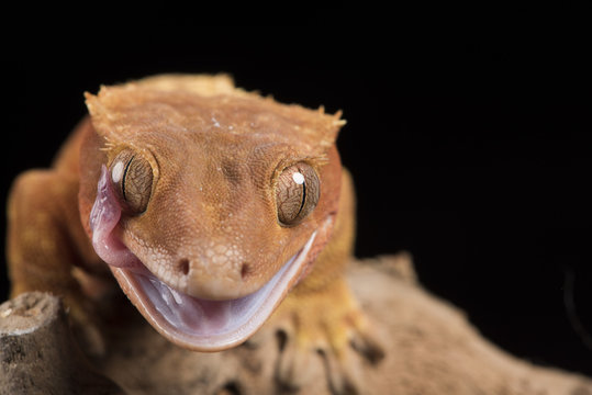 Crested Gecko (Correlophus Ciliates), captive, New Caledonia