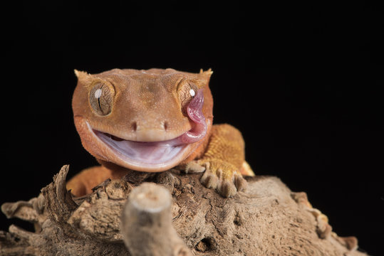 Crested Gecko (Correlophus Ciliates) in captivity, New Caledonia