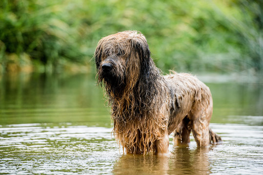 A briard dog, wading in water