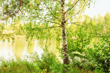  forest on the shore of lake