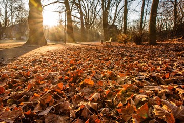 Ahornbäume und Laub im Gegenlicht