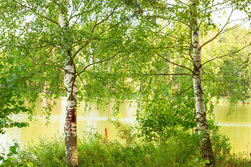 Fototapeta premium forest on the shore of lake