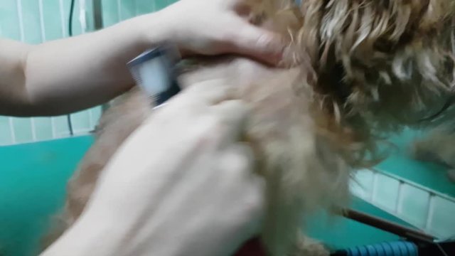 Woman groomer makes trimming Brussels Griffon gog