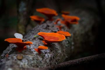 Close up of beautiful Mushrooms deep in the forest in Thailand. 