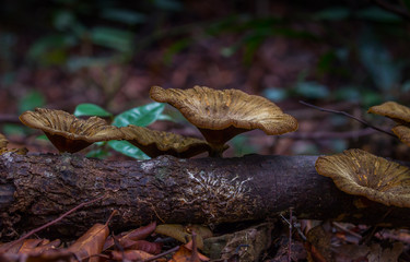 Close up of beautiful Mushrooms deep in the forest in Thailand. 