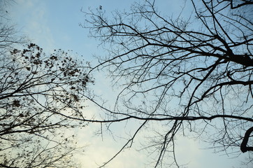 자연