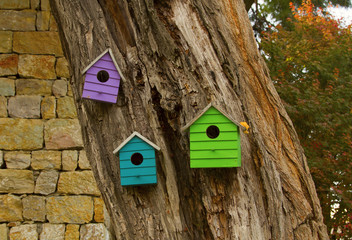 Three nesting boxes  on the old big tree