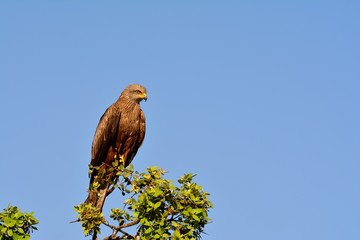 Black kite on leafless branch