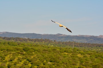 Egyptian vulture with outstretched wings.