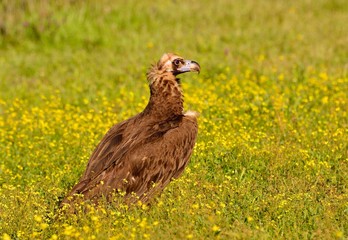 Cinereous vulture walking in grass