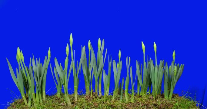 Daffodil Life Cycle from bulb to bloom. A 12-day Time Lapse.