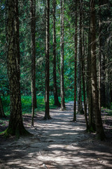 Footpath in the spruce forest in the summer