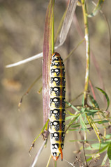 a beautiful caterpillar in the summer