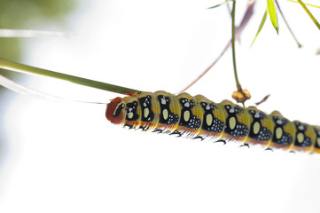 a beautiful caterpillar in the summer