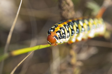 a beautiful caterpillar in the summer