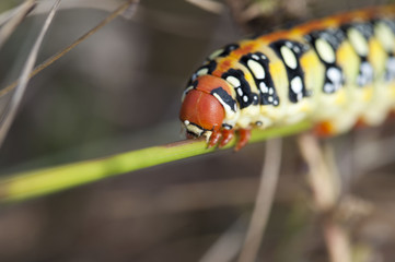 beautiful caterpillar on the plant