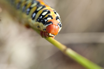 beautiful caterpillar on the plant