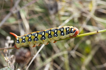 beautiful caterpillar on the plant