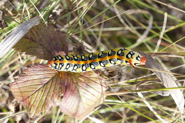 beautiful caterpillar on the plant