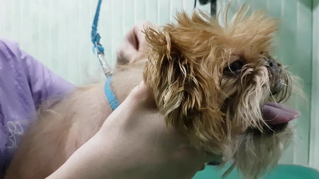 Woman groomer makes trimming Brussels Griffon gog
